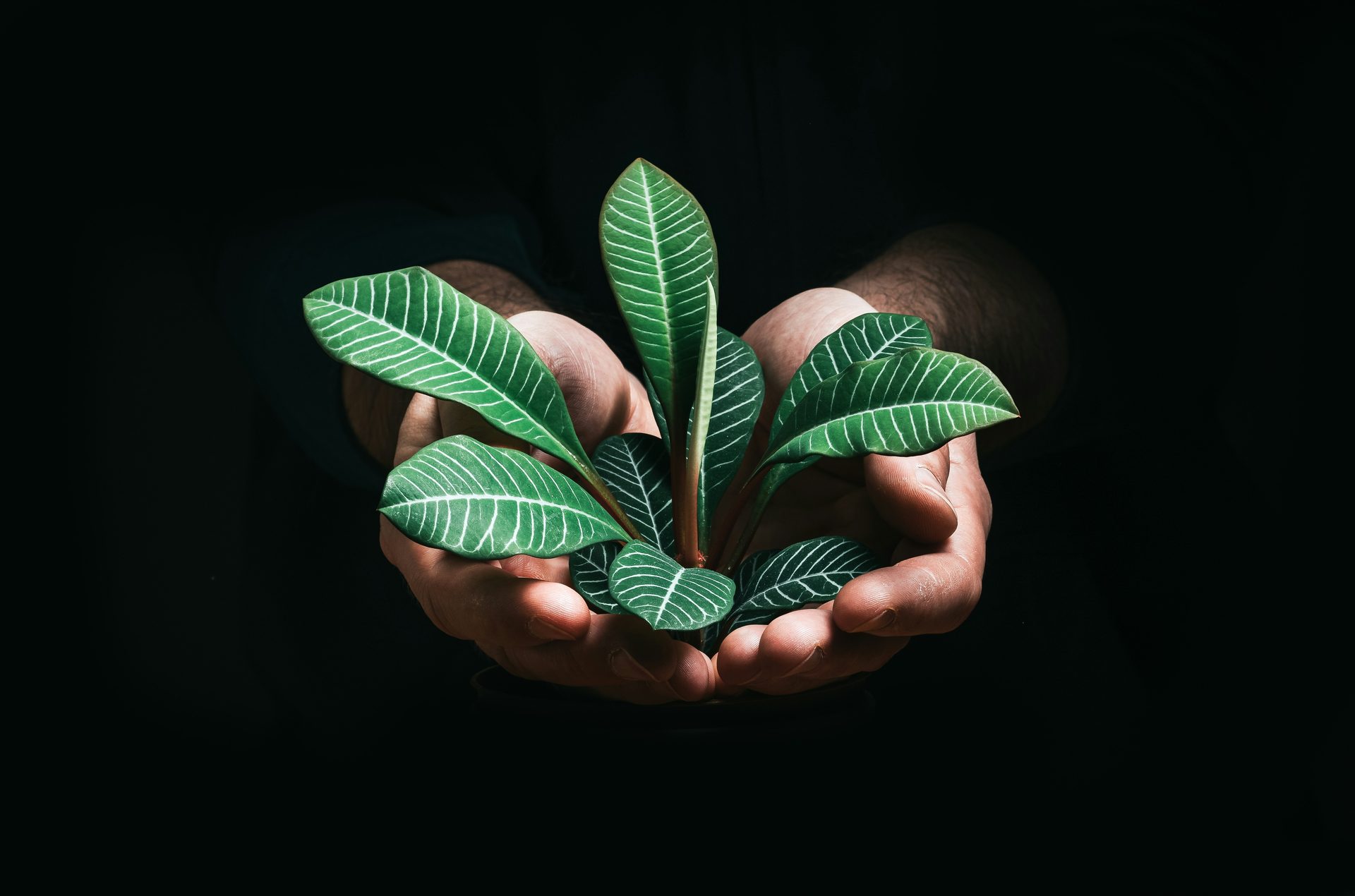 A pair of hands cradling a young green plant